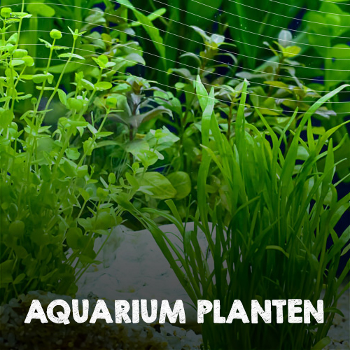Aquarium planten