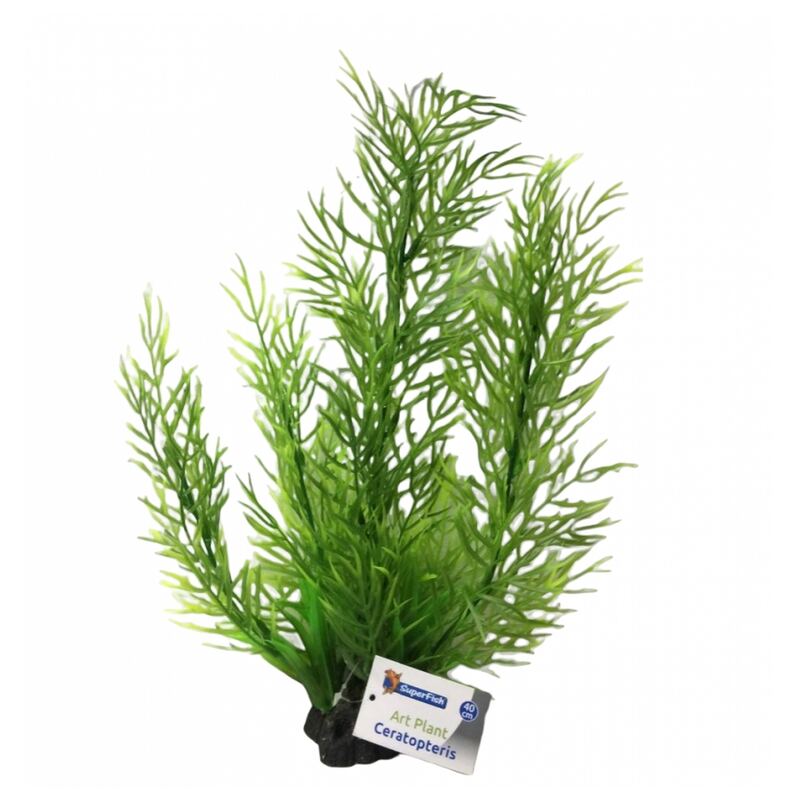 Plant ceratopteris 40 cm hoog