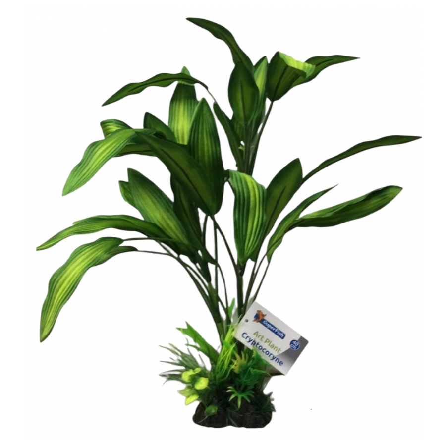plant Cryptocoryne 40 cm hoog