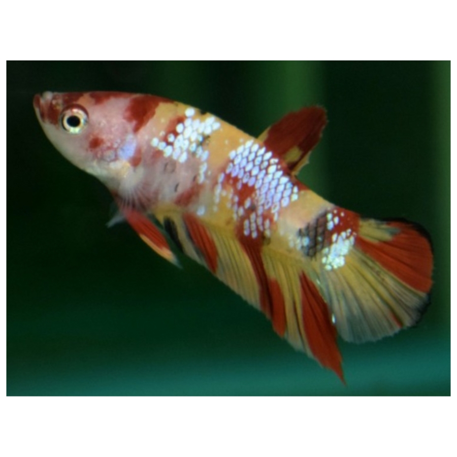 Betta Splendens Plakat Nemo Male L