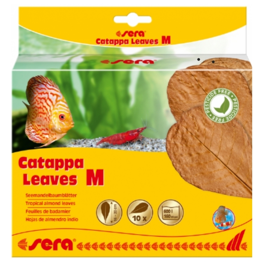 Catappa leaves M 16-20 cm