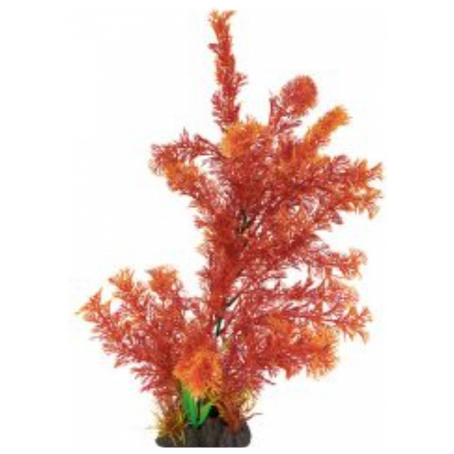 plant Cabomba red 40 cm hoog