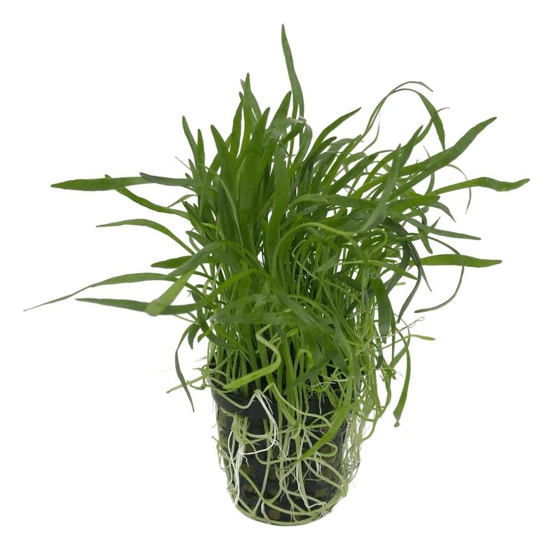 Lilaeopsis novea-zealandia