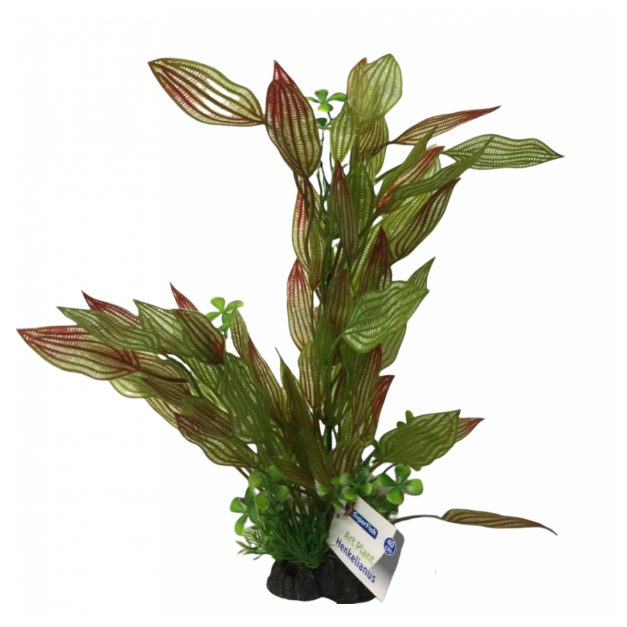 Plant henkelianus 40 cm hoog