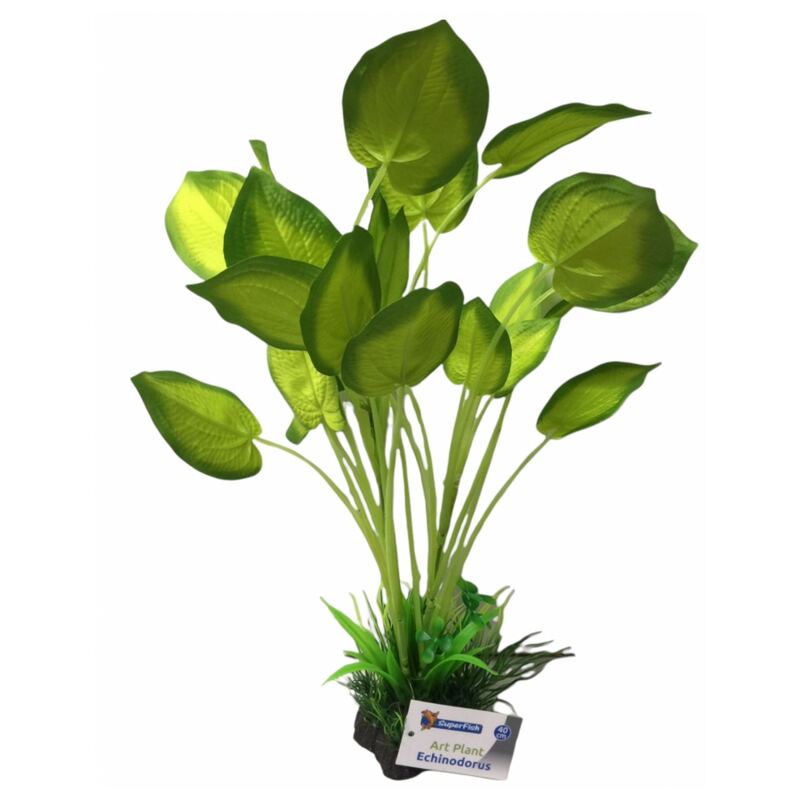 Plant echinodorus 40 cm hoog