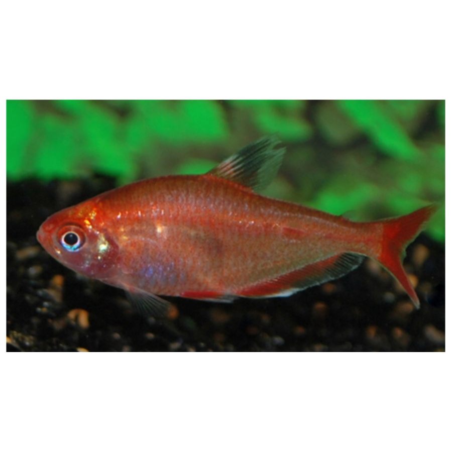 Hyphessobrycon Eques Red Gold